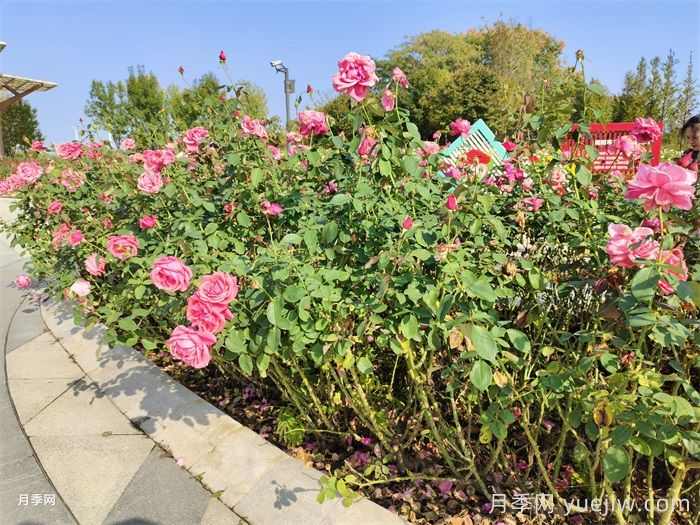 夏季园林花木生存指南，10项措施应对高温(图1)