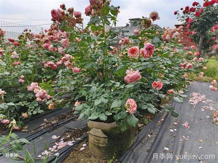 精品丛生苗木,发展潜力大(图1) 精品丛生苗木,发展潜力大(图1)