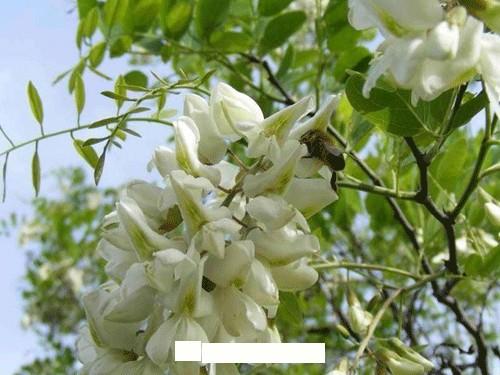 为何洋槐在园林绿化中的应用越来越少(图1) 为何洋槐在园林绿化中的应用越来越少(图1)