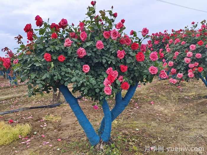 古桩月季移栽日常养护管理技术(图1) 古桩月季移栽日常养护管理技术(图1)