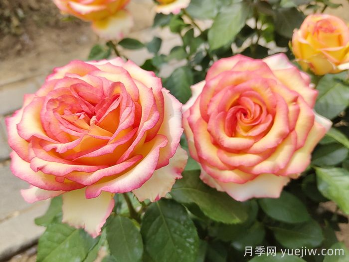 一年四季都开花的盆栽,盘点十种全年花期的花卉(图1) 一年四季都开花的盆栽,盘点十种全年花期的花卉(图1)