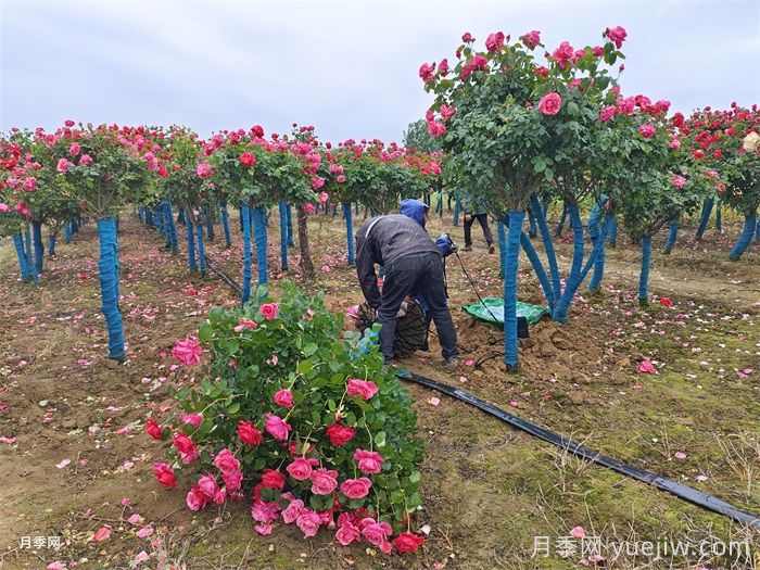 古桩月季移栽日常养护管理技术(图2) 古桩月季移栽日常养护管理技术(图2)