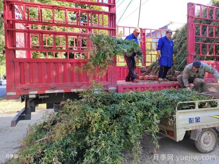新手不懂苗木也能采购?绿化苗木采购指南(图1) 新手不懂苗木也能采购?绿化苗木采购指南(图1)