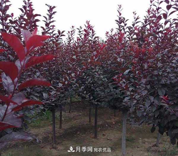 红叶李苗木种植时间及管理(图2) 红叶李苗木种植时间及管理(图2)