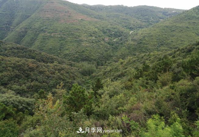 即将到来的冬春造林季要种哪些树?河南省已培育9.31株乡土树种(图1) 即将到来的冬春造林季要种哪些树?河南省已培育9.31株乡土树种(图1)