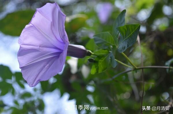 盘点那些记忆里的花木景色(图3)