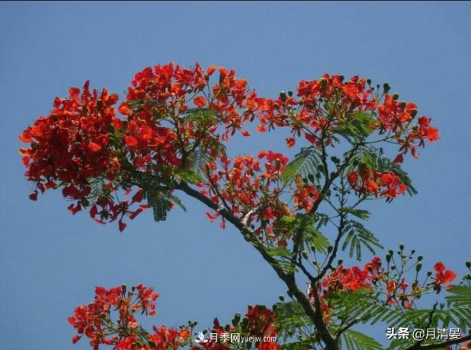 盘点那些记忆里的花木景色(图6)