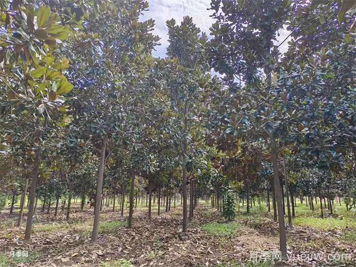 中国用量最大的十种乔木行道树优缺点(图2)