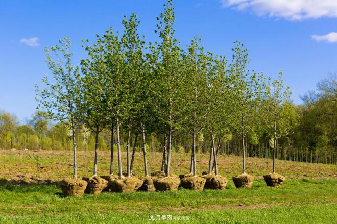 北方地区能在十月份能种植苗木吗?需因地制宜进行选择(图1) 北方地区能在十月份能种植苗木吗?需因地制宜进行选择(图1)
