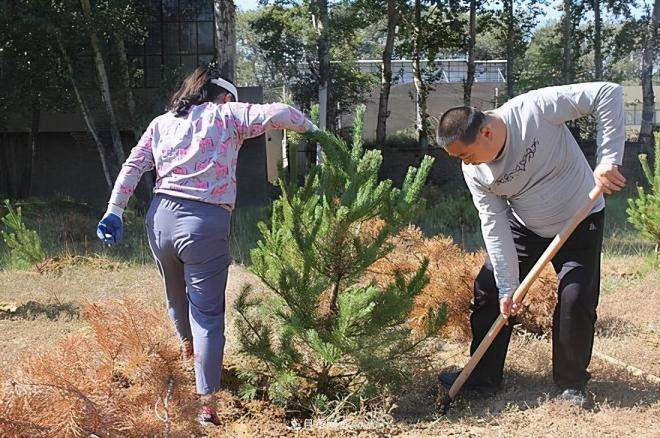 北方地区能在十月份能种植苗木吗?需因地制宜进行选择(图3) 北方地区能在十月份能种植苗木吗?需因地制宜进行选择(图3)