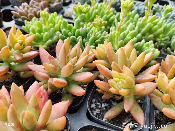 多肉如何安全度夏?(图1) 多肉如何安全度夏?(图1)