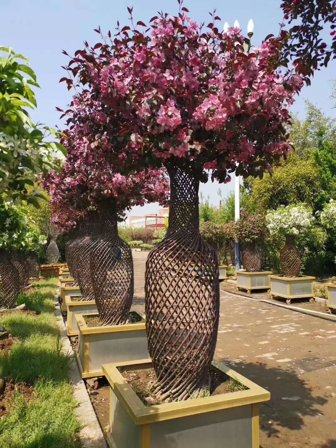 这种高颜值、高利润的苗木，竟然缺点不少(图9)