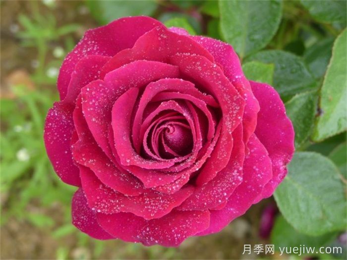 美人丽芙月季介绍和优缺点(图1)