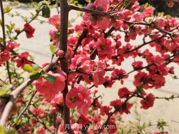 分享60种常见花卉植物(图1)