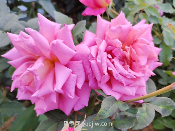 分享60种常见花卉植物(图3)