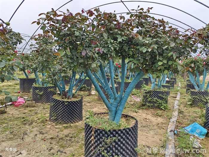 九月大树全冠移栽保活攻略(图1)