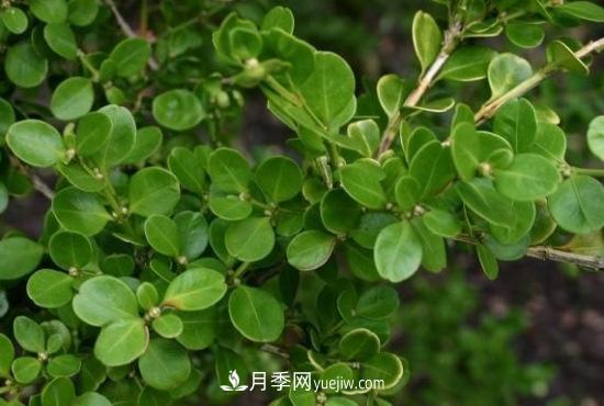 灌木苗木有哪些：21种常见灌木介绍(图9)