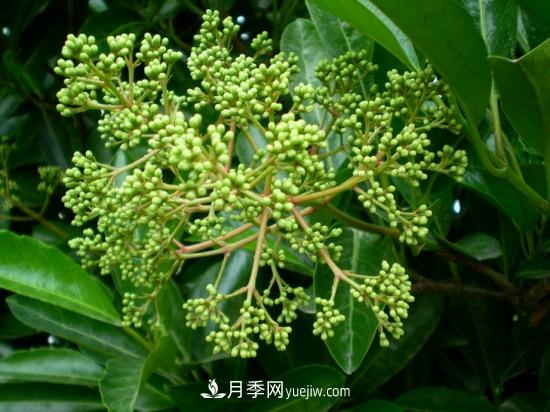 灌木苗木有哪些：21种常见灌木介绍(图12)