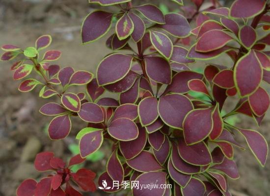 灌木苗木有哪些：21种常见灌木介绍(图15)