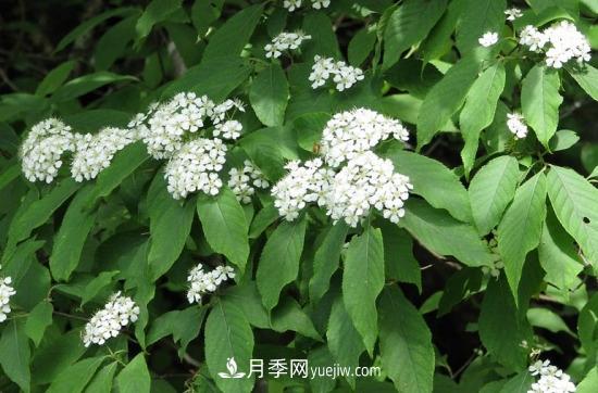 灌木苗木有哪些：21种常见灌木介绍(图17)