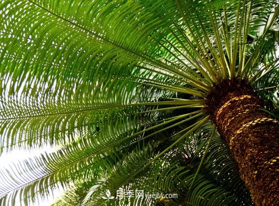 灌木苗木有哪些：21种常见灌木介绍(图18)