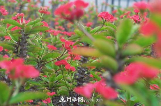 灌木苗木有哪些：21种常见灌木介绍(图22)