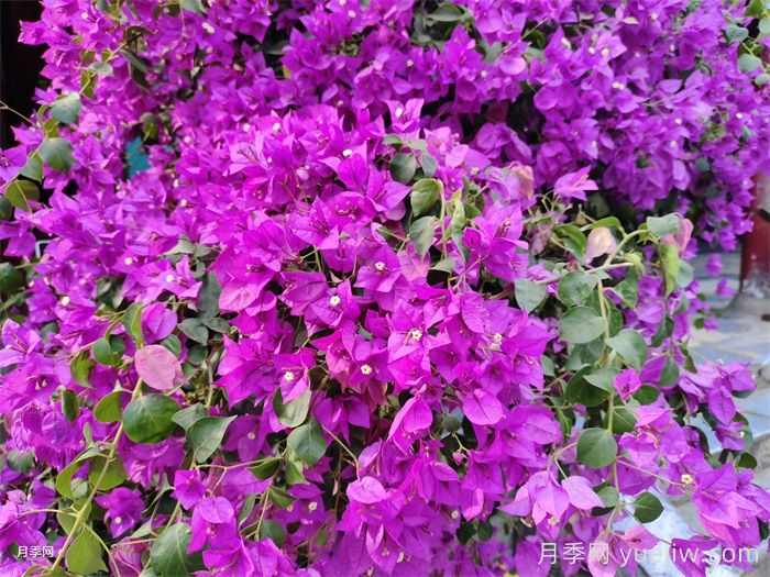 三角梅养护方法，花期长达200天，花色鲜艳变花园(图2)