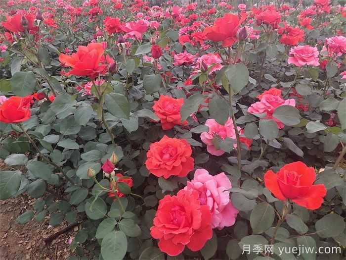 花卉产业为乡村振兴注入新动能(图2)