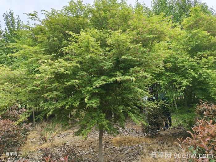 彩色乔灌木工程上需求量大，苗木市场行情看好(图2)