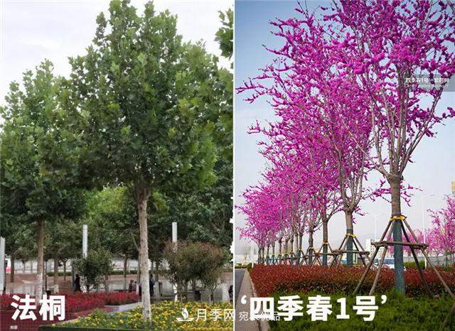 苗木产品的价格、价值和供需，三角关系之动态平衡(图2)