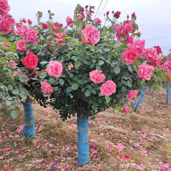 苗木行情新动态，八大类苗木不愁销(图1)