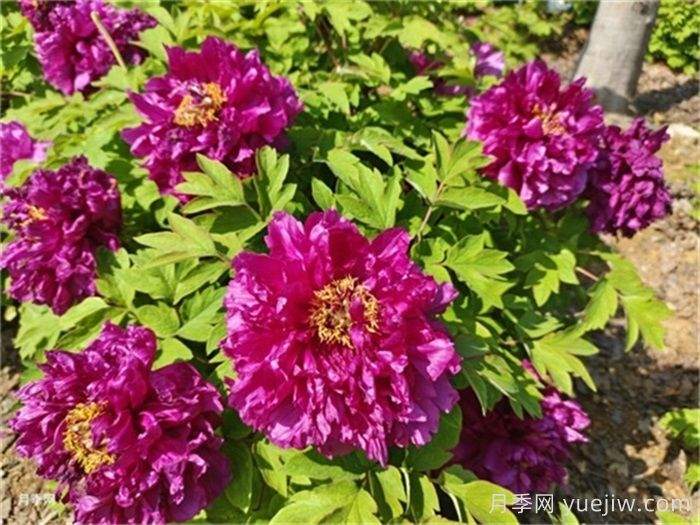 牡丹花怎么养？要注意哪些方面？(图1)