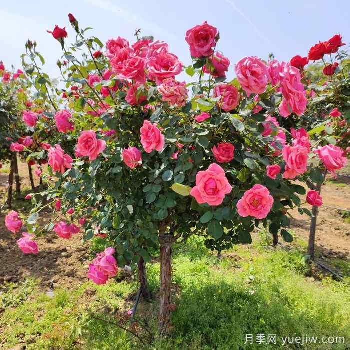 秋季补植补栽如何验收苗木规格与质量？(图1)