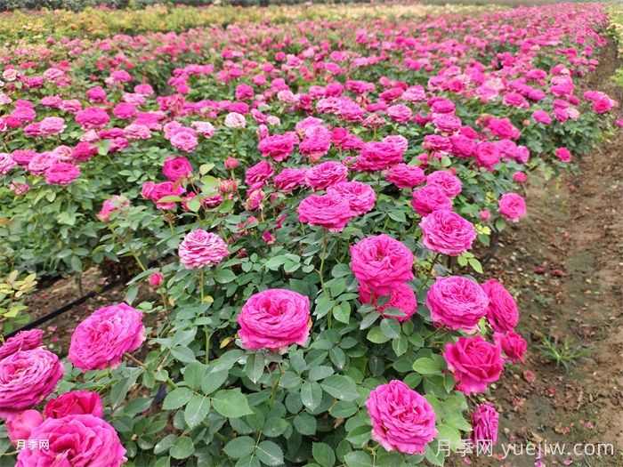 种植一亩玫瑰花的利润(图1)