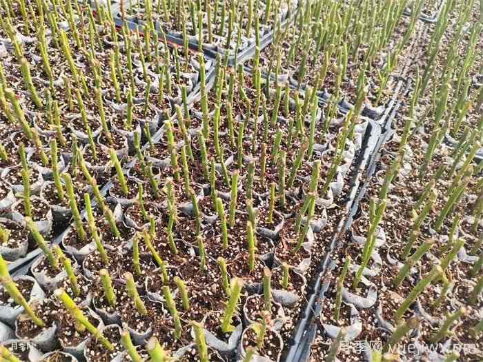 梅雨季节的月季扦插(图1)