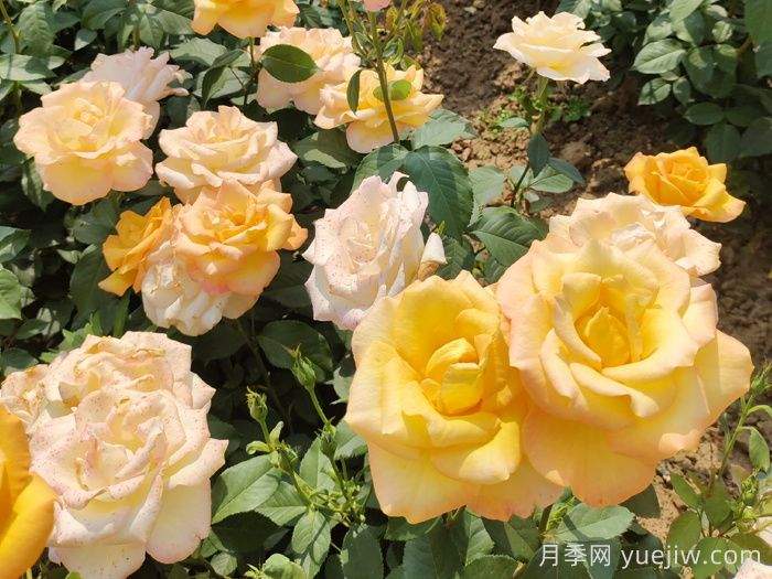 东阳市花是什么花？东阳市花是月季(图2)