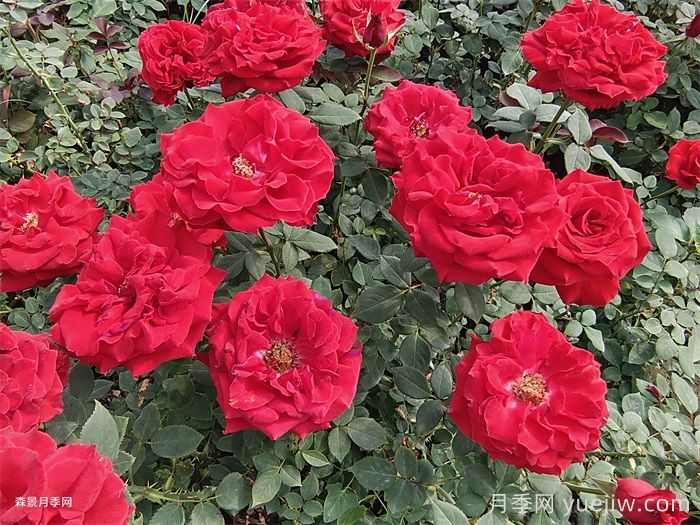 东阳市花是什么花？东阳市花是月季(图1)