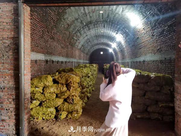 南阳桐柏:小小红薯做出脱贫致富 红薯产业发展方兴未艾(图3) 南阳桐柏:小小红薯做出脱贫致富 红薯产业发展方兴未艾(图3)