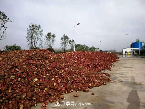 南阳桐柏:小小红薯做出脱贫致富 红薯产业发展方兴未艾(图1) 南阳桐柏:小小红薯做出脱贫致富 红薯产业发展方兴未艾(图1)