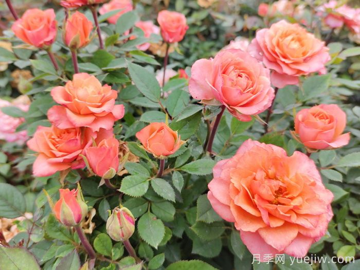 温州适合养月季吗？市花和市树是什么？(图1)