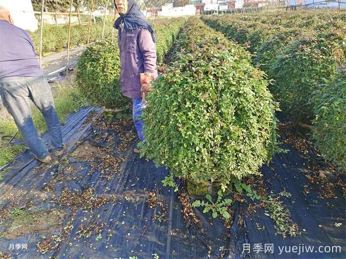 庭院种植常见的观赏花木品种推荐(图2)