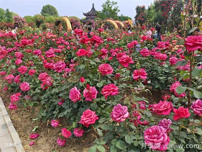 庭院种植常见的观赏花木品种推荐(图1)