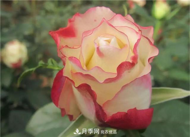 云南锦海举办月季新优品种推介会 56个切花月季新品种各展娇姿(图4)