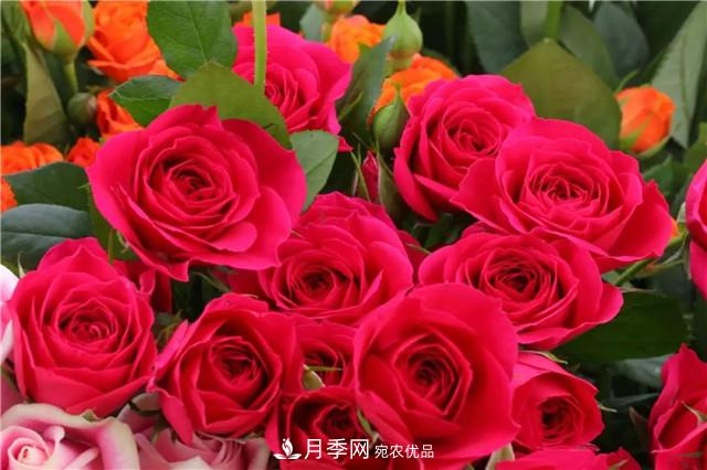 云南锦海举办月季新优品种推介会 56个切花月季新品种各展娇姿(图7)