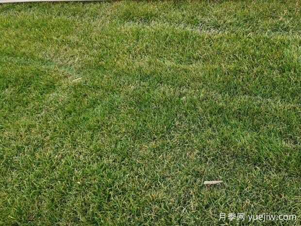 黑麦草移栽多久成活？(图1)