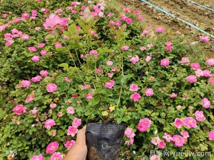 绿化工程苗木草花采购全流程成本控制手册(图2)