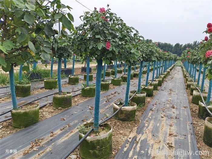 立秋之后移栽苗木养护技巧(图2)