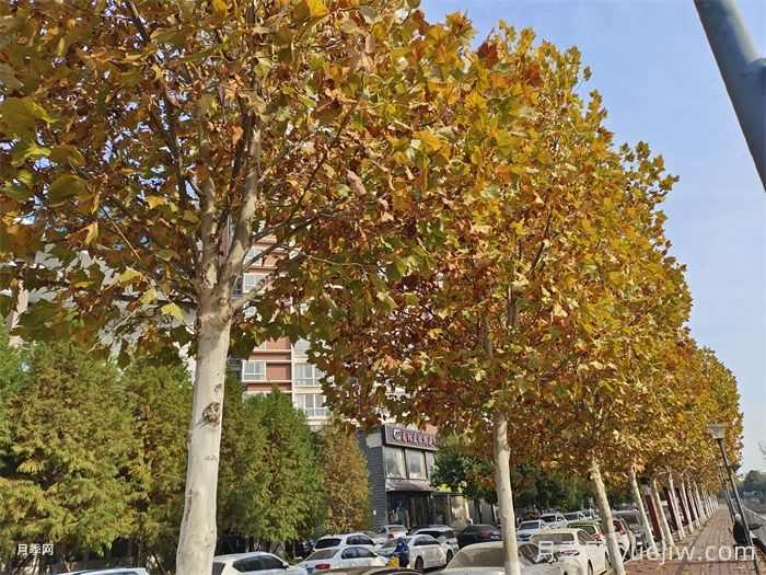 十大适合种植的绿化树(图2)