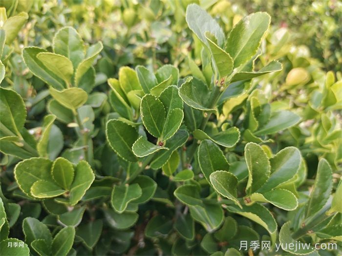 冬青卫矛和大叶黄杨的区别有哪些?(图1) 冬青卫矛和大叶黄杨的区别有哪些?(图1)