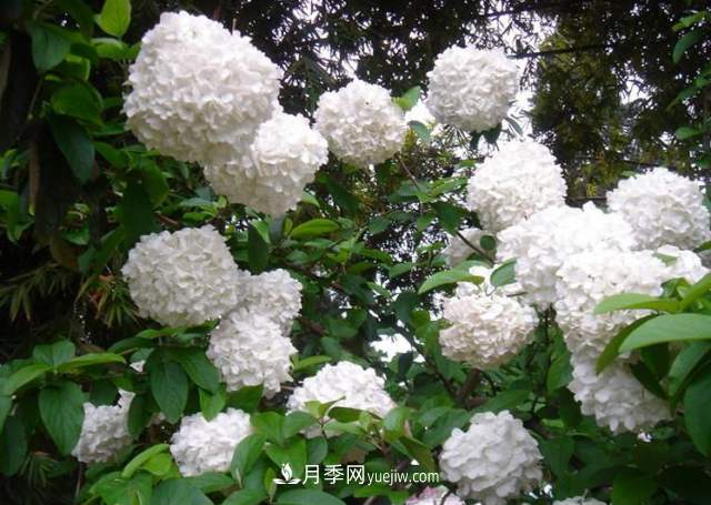 市场前景大好的6种忍冬科植物，你家苗圃有吗？(图3)